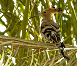 Upupa epops